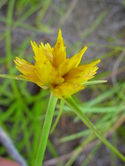 Cyperus sphaerocephalus