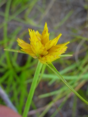 Cyperus sphaerocephalus
