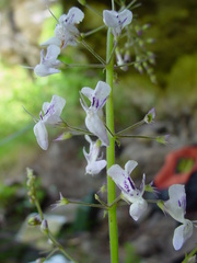 Plectranthus