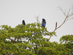 Cyanocorax caeruleus