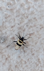 Largus fasciatus