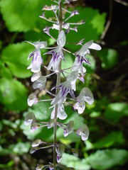 Plectranthus