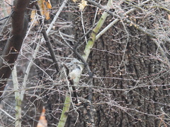 Hypsipetes amaurotis