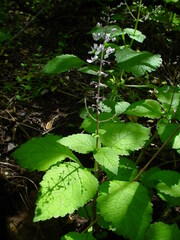 Plectranthus