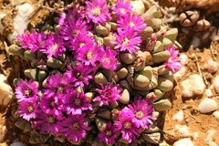 Gibbaeum petrense
