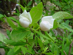 Bowkeria verticillata
