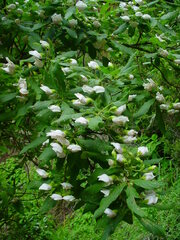Bowkeria verticillata