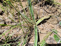 Hypoxis argentea