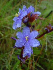 Aristea abyssinica