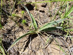 Hypoxis argentea