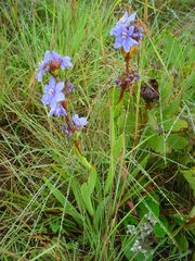 Aristea abyssinica