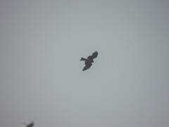 Milvus migrans lineatus