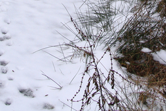 Lycopus europaeus