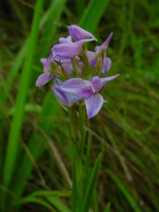 Disa stricta