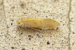 Caeciliusidae