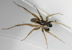 Pardosa milvina