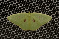 Comostola leucomerata