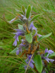 Ajuga