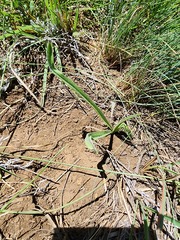 Hypoxis argentea