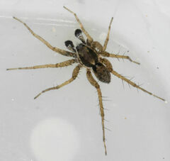 Pardosa milvina