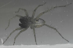 Pardosa milvina
