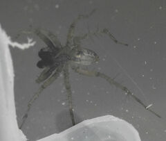 Pardosa milvina