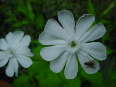Silene undulata