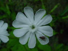Silene undulata
