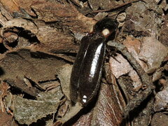 Phanophorus perspicax