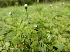 Erigeron bellioides