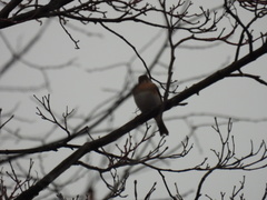 Fringilla montifringilla