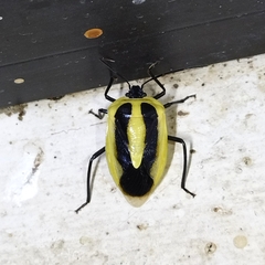 Arocera aequinoxialis