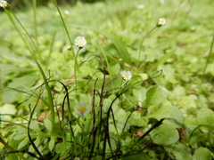 Erigeron bellioides