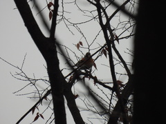 Fringilla montifringilla