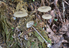 Entoloma