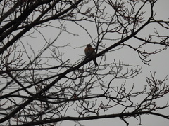 Fringilla montifringilla