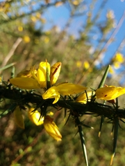 Ulex jussiaei