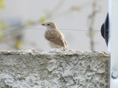 Ammodramus aurifrons