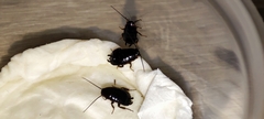 Loboptera decipiens