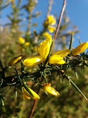 Ulex jussiaei