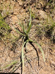 Hypoxis argentea