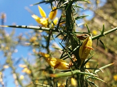 Ulex jussiaei