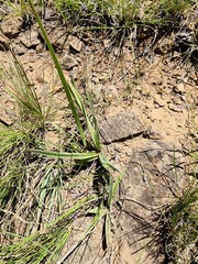 Hypoxis argentea