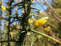 Ulex jussiaei