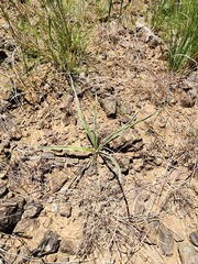 Hypoxis argentea