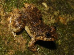 Limnonectes kuhlii