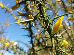Ulex jussiaei