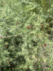 Asparagus cooperi