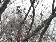 Fringilla montifringilla