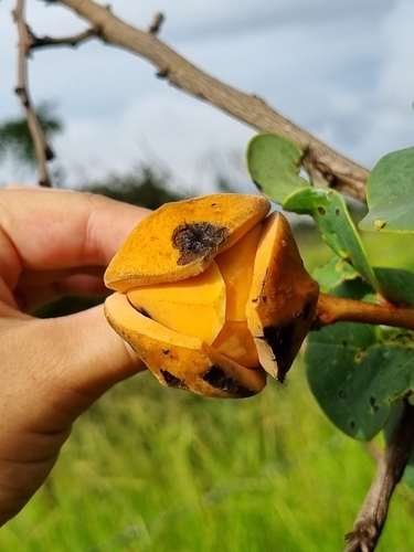 Foto de Araticum